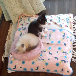 3月11日生まれました。黒ブチです。