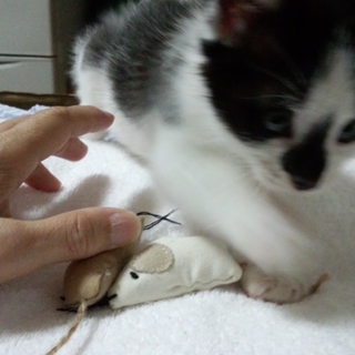 優しい里親様との出会いを待っています。