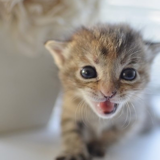 3兄弟　子猫のメロディちゃん（オンプ　リズム）