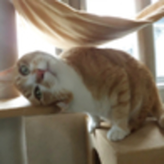 甘甘のデカ猫です・・。