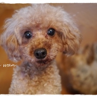 人にも犬にもフレンドリーな子です！