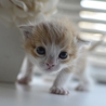 3兄弟　子猫のオンプくん（メロディ　リズム） サムネイル5