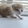 3兄弟　子猫のオンプくん（メロディ　リズム） サムネイル4