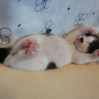 名前はちっち。性格は人懐っこく穏やかで明るい子猫。