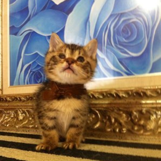 2兄弟　子猫のモカくん（プリンちゃん）