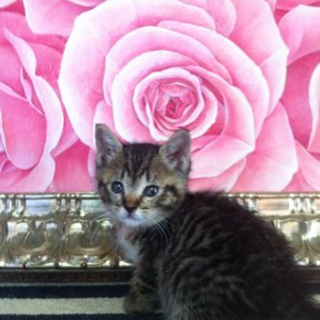 2兄弟　子猫　プリンちゃん（モカくん）