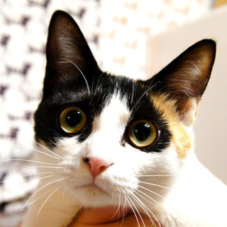 ★美猫　三毛猫とさび猫　募集中！