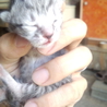 子猫の里親になって下さい サムネイル2