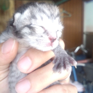 子猫の里親になって下さい
