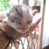 子猫の里親になって下さい サムネイル3