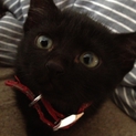 仔猫の里親募集('ω')