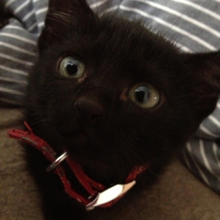 仔猫の里親募集('ω')