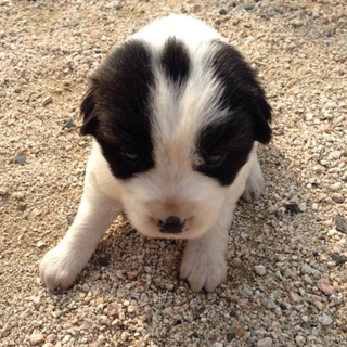 保護犬4兄弟 2