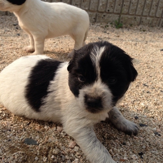 保護犬4兄弟 3
