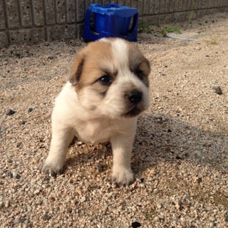 保護犬4兄弟 4