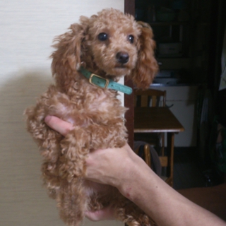 ★里親様が見つかりました★