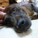 のんびりな琉球犬ＭＩＸ