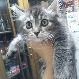 子猫保護　里親募集!!