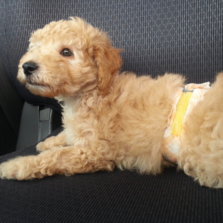 25.３.27産まれ ♂(てんかん持病有り)