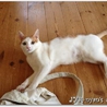 新しい家族に迎えて下さい♪ サムネイル2