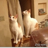 新しい家族に迎えて下さい♪ サムネイル3