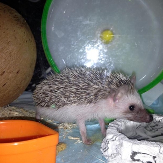 ※急募※ハリネズミの里親。