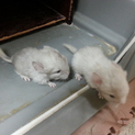 小動物チンチラの里親様募集中！