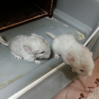 小動物チンチラの里親様募集中！