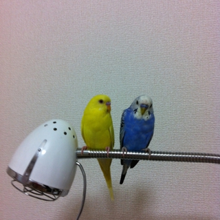 ありがとうございました＾＾