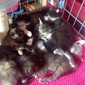 可愛い子猫の里親募集