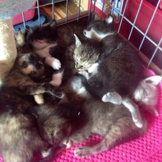 可愛い子猫の里親募集