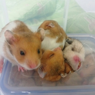 ゴールデンハムスターの里親がすべて決まりました