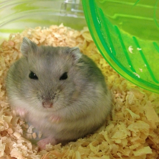 里親募集です