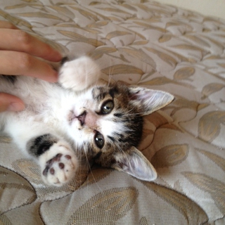 かわいい赤ちゃんネコ