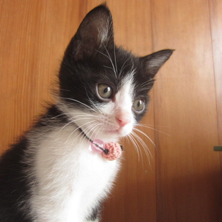 可愛い白黒ハチワレの仔猫さんです♪