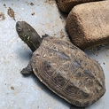 クサガメのメス