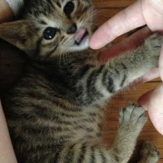 おかげさまで決まりました。1か月ほどのキジねこ♂
