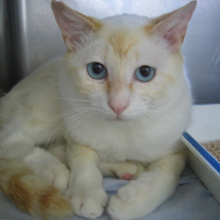 白血病キャリアですが青い瞳の綺麗な子です。