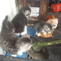 子猫の里親を募集します（４匹います）