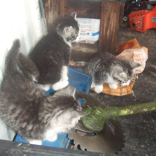 子猫の里親を募集します（４匹います）