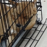 元気な柴犬の女の子です！ サムネイル5
