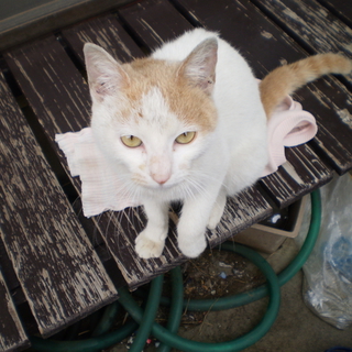 とてつもなく人懐っこい猫です
