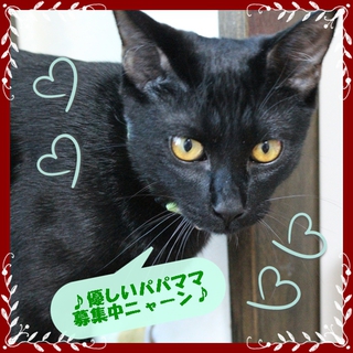 元気印！ピングリ兄弟