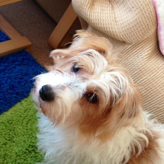 アイビーちゃん