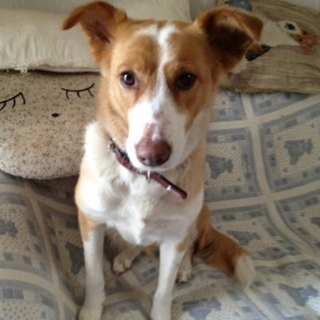 人間大好き！あまえんぼマロンちゃん。