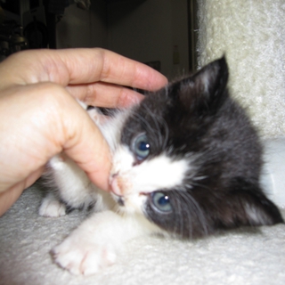 殺処分予定を引き出された 1ヶ月のふくふくの子猫