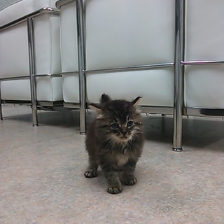 長毛・洋猫系？