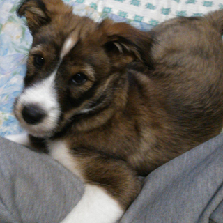 生後三か月の子犬