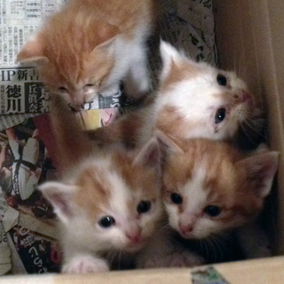 かわいい子猫たちです。
