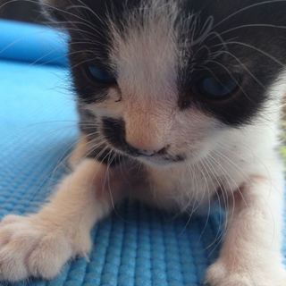 【至急連絡下さい】生後一ヶ月くらいの子猫です。